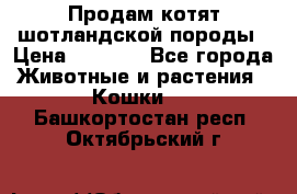 Продам котят шотландской породы › Цена ­ 2 000 - Все города Животные и растения » Кошки   . Башкортостан респ.,Октябрьский г.